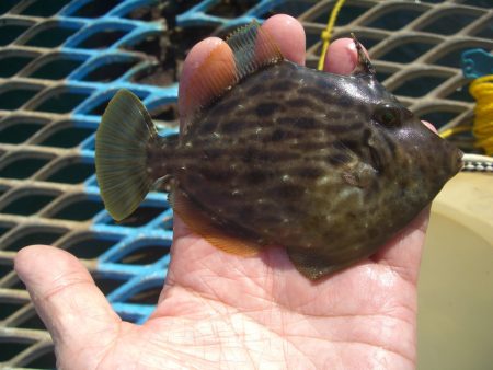 オリジナルメーカー海づり公園(市原市海づり施設) 釣果