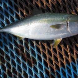 オリジナルメーカー海づり公園(市原市海づり施設) 釣果