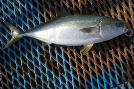オリジナルメーカー海づり公園(市原市海づり施設) 釣果