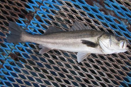 オリジナルメーカー海づり公園(市原市海づり…