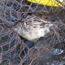 オリジナルメーカー海づり公園(市原市海づり施設) 釣果