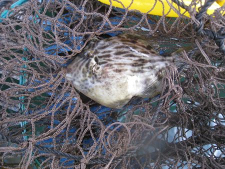 オリジナルメーカー海づり公園(市原市海づり施設) 釣果
