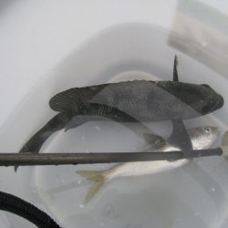 オリジナルメーカー海づり公園(市原市海づり施設) 釣果