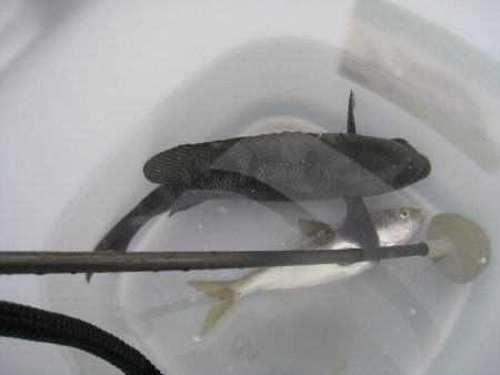 オリジナルメーカー海づり公園(市原市海づり施設) 釣果