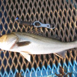 オリジナルメーカー海づり公園(市原市海づり施設) 釣果