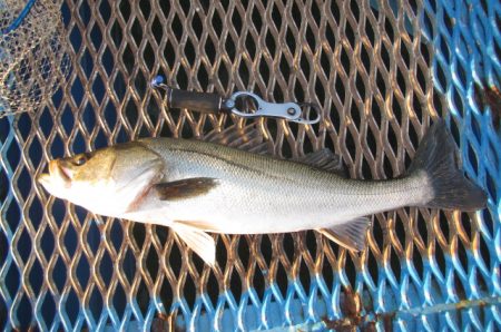オリジナルメーカー海づり公園(市原市海づり施設) 釣果