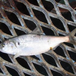 オリジナルメーカー海づり公園(市原市海づり施設) 釣果