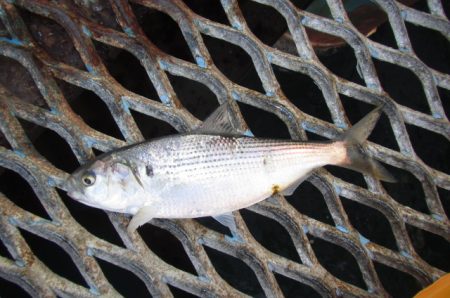 オリジナルメーカー海づり公園(市原市海づり施設) 釣果