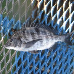 オリジナルメーカー海づり公園(市原市海づり施設) 釣果