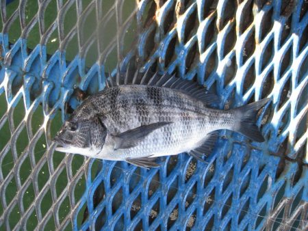 オリジナルメーカー海づり公園(市原市海づり施設) 釣果