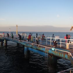オリジナルメーカー海づり公園(市原市海づり施設) 釣果