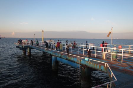 オリジナルメーカー海づり公園(市原市海づり施設) 釣果