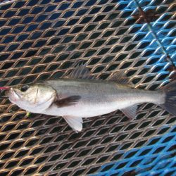 オリジナルメーカー海づり公園(市原市海づり施設) 釣果