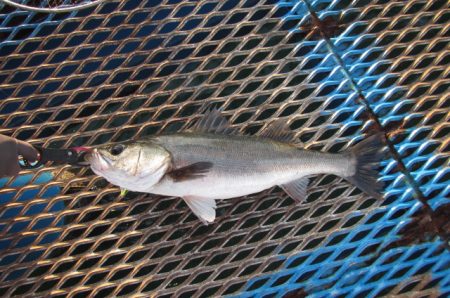 オリジナルメーカー海づり公園(市原市海づり…