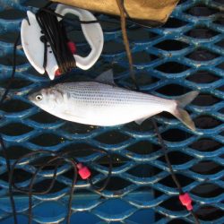 オリジナルメーカー海づり公園(市原市海づり施設) 釣果