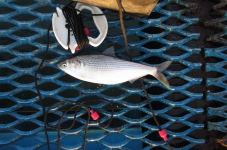 オリジナルメーカー海づり公園(市原市海づり施設) 釣果