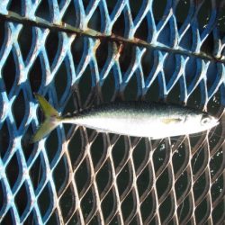 オリジナルメーカー海づり公園(市原市海づり施設) 釣果