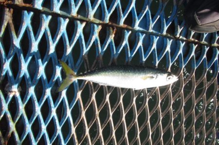 オリジナルメーカー海づり公園(市原市海づり施設) 釣果