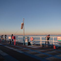オリジナルメーカー海づり公園(市原市海づり施設) 釣果