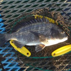 オリジナルメーカー海づり公園(市原市海づり施設) 釣果