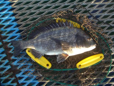 オリジナルメーカー海づり公園(市原市海づり…