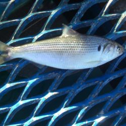 オリジナルメーカー海づり公園(市原市海づり施設) 釣果