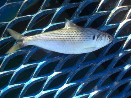 オリジナルメーカー海づり公園(市原市海づり施設) 釣果