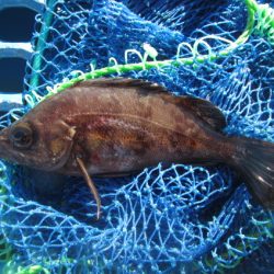 オリジナルメーカー海づり公園(市原市海づり施設) 釣果