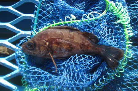 オリジナルメーカー海づり公園(市原市海づり施設) 釣果