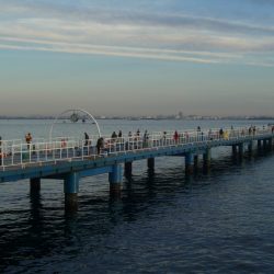 オリジナルメーカー海づり公園(市原市海づり施設) 釣果