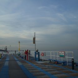 オリジナルメーカー海づり公園(市原市海づり施設) 釣果