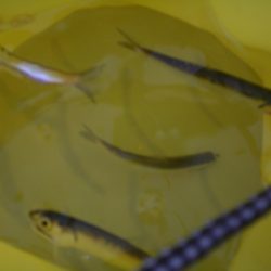 オリジナルメーカー海づり公園(市原市海づり施設) 釣果