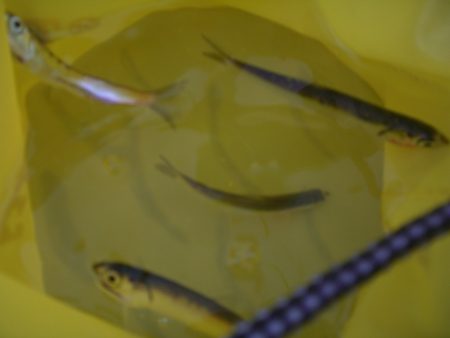 オリジナルメーカー海づり公園(市原市海づり施設) 釣果