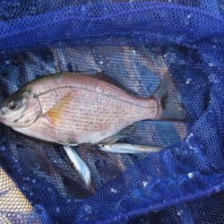 オリジナルメーカー海づり公園(市原市海づり施設) 釣果