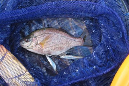 オリジナルメーカー海づり公園(市原市海づり施設) 釣果