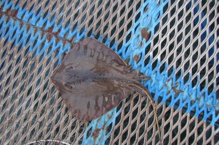 オリジナルメーカー海づり公園(市原市海づり施設) 釣果