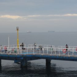 オリジナルメーカー海づり公園(市原市海づり施設) 釣果