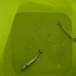 オリジナルメーカー海づり公園(市原市海づり施設) 釣果