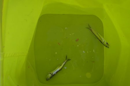 オリジナルメーカー海づり公園(市原市海づり施設) 釣果