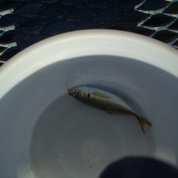 オリジナルメーカー海づり公園(市原市海づり施設) 釣果