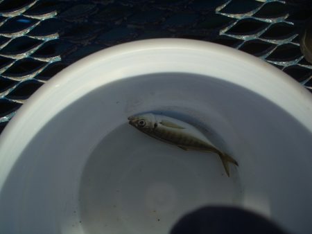 オリジナルメーカー海づり公園(市原市海づり施設) 釣果