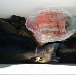 しば渡船 釣果