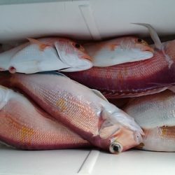 大進丸（新潟） 釣果