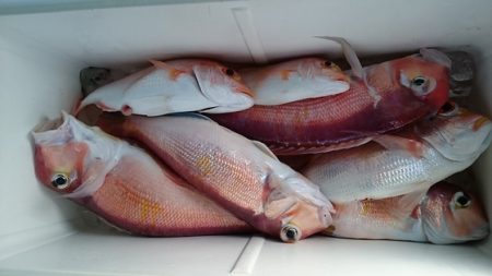 大進丸（新潟） 釣果