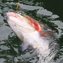 小菅トラウトガーデン 釣果