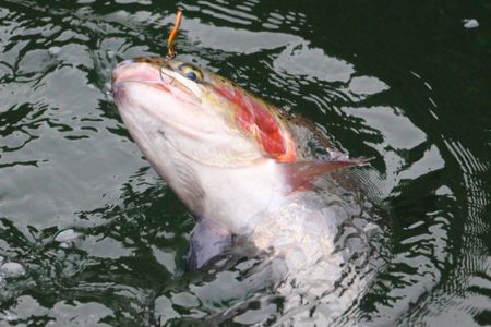 小菅トラウトガーデン 釣果