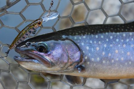 小菅トラウトガーデン 釣果