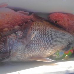 遊漁船 新鋭丸 釣果