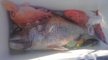 遊漁船 新鋭丸 釣果