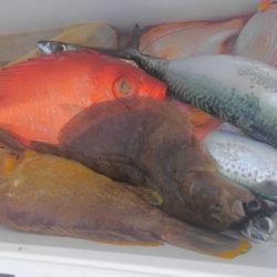 遊漁船 新鋭丸 釣果